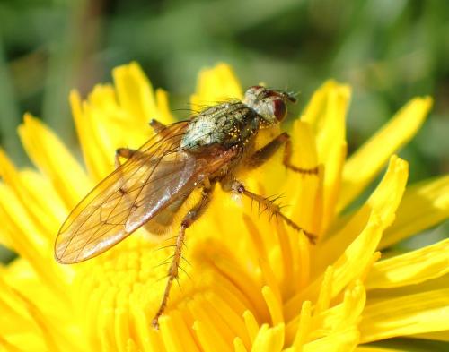 Scathophaga stercoraria